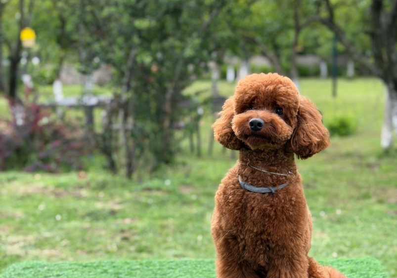 Poodle eğitim almalı mı ?
